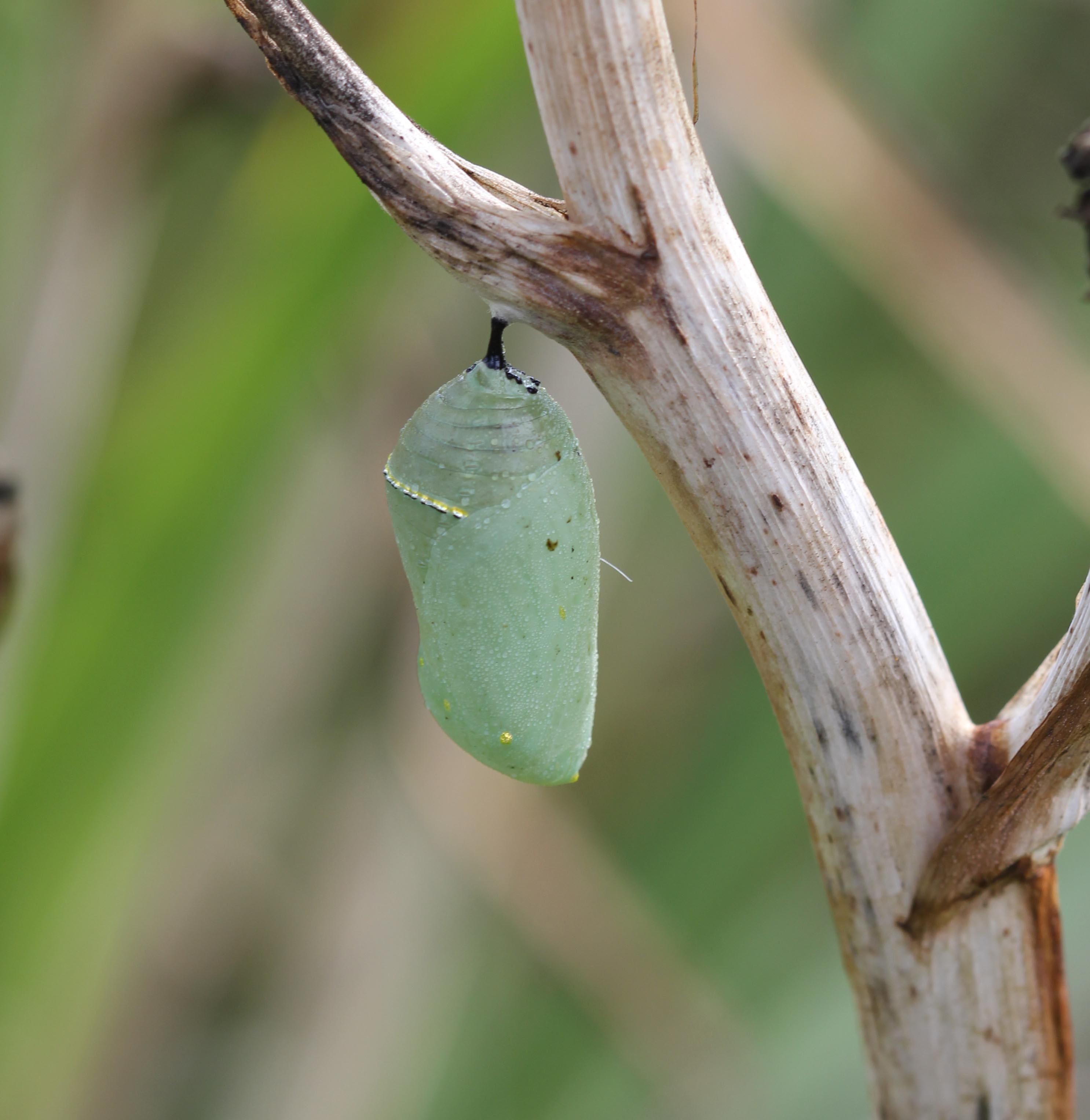 Chrysalis of Monarch Butterfly